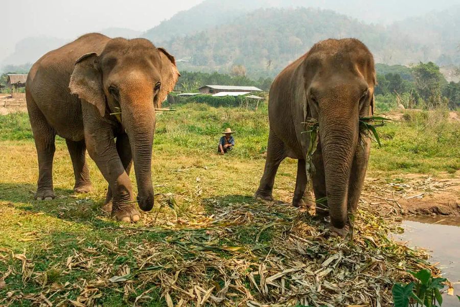 Kindred Spirit Elephant Sanctuary