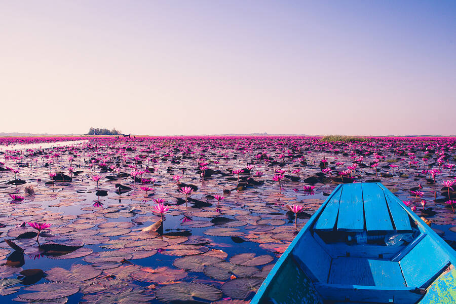 Boating in the endless sea of lotus. Photo: TripZilla