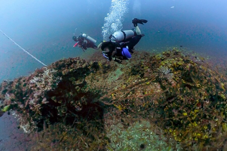 Fish and coral thrive on the shipwreck in Pulau Kapas. Photo: Malay Mail / Bernama