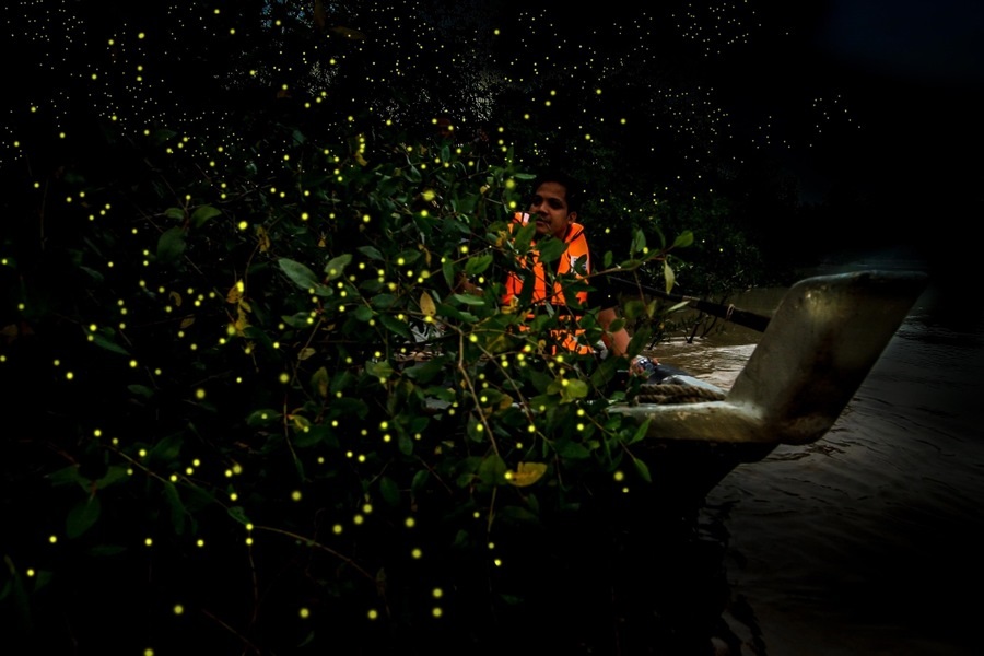 The blinking of lights produced by fireflies simultaneously each time for 3 blinks per second. Photo: Selangor Journal