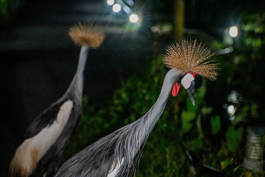 Taiping Night Safari Zoo encourages visitors to bask in the natural sights and sounds of the wildlife. Photo: Malaysia Travel