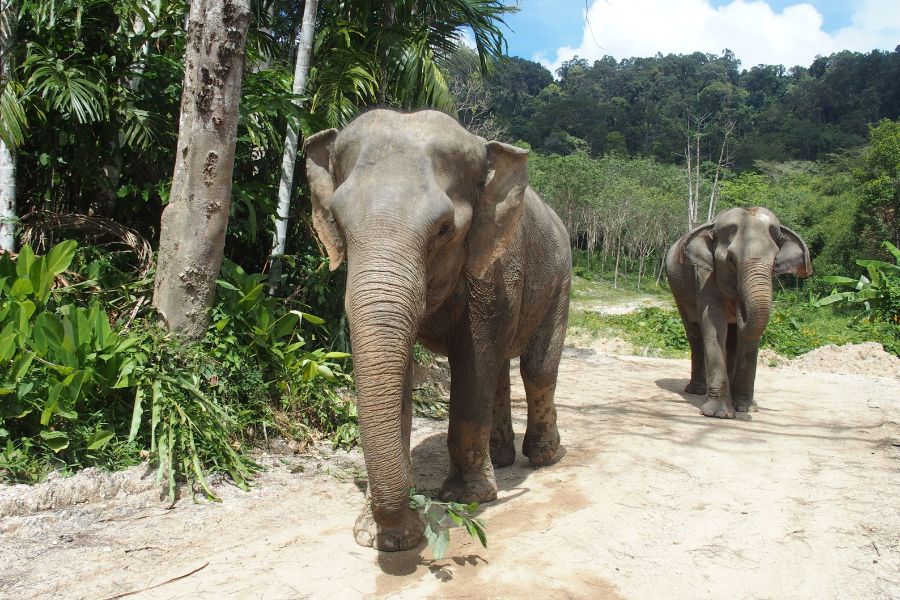 Phuket Elephant Sanctuary