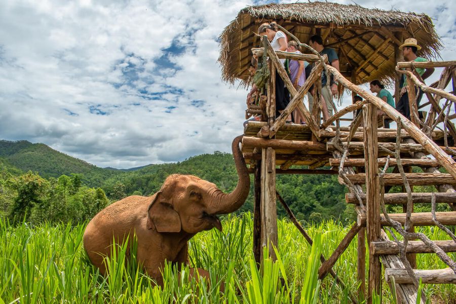 Visitors are only allowed to observe elephants but not touch them