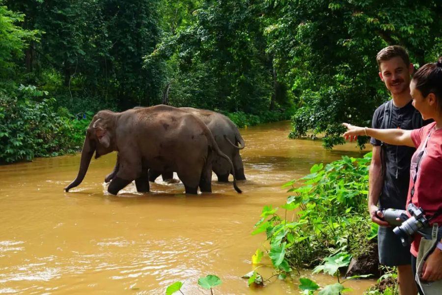 Tourists watch elephants from a distance