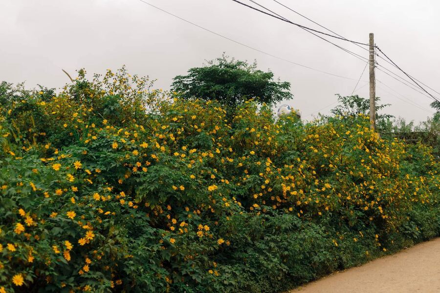 Wild sunflowers still bloom brightly at the end of the flower season. Photo: Ha Le