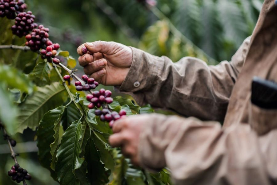 Cambodia coffee culture