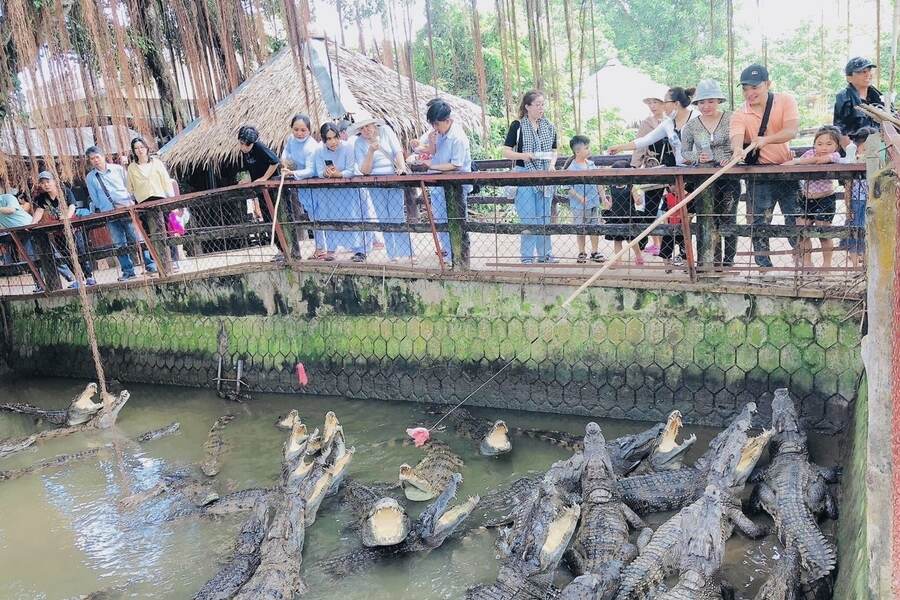 A fun way to feed the crocodiles. Photo: Mekong Travel