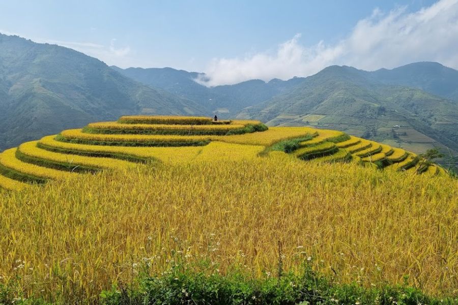 Beautiful rice fields of Xim Vang