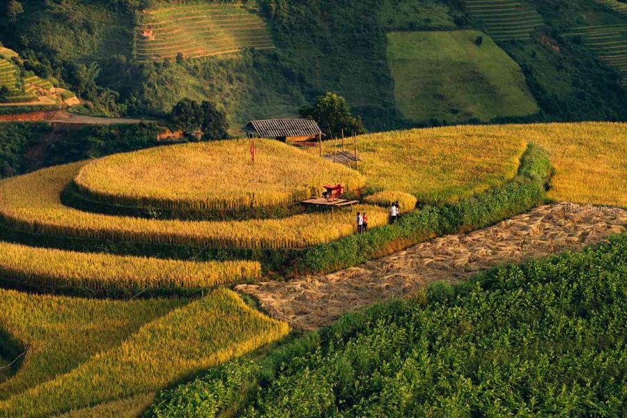 Golden rice harvest season