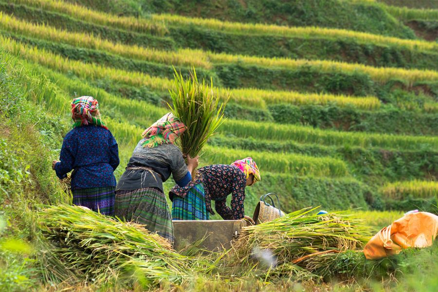 Mong people on harvest season