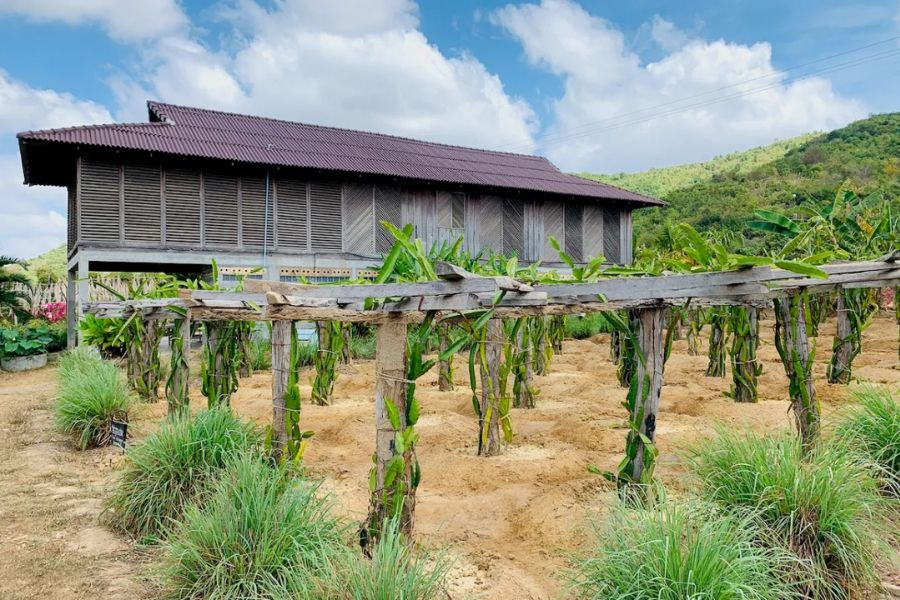 Kampot pepper farm