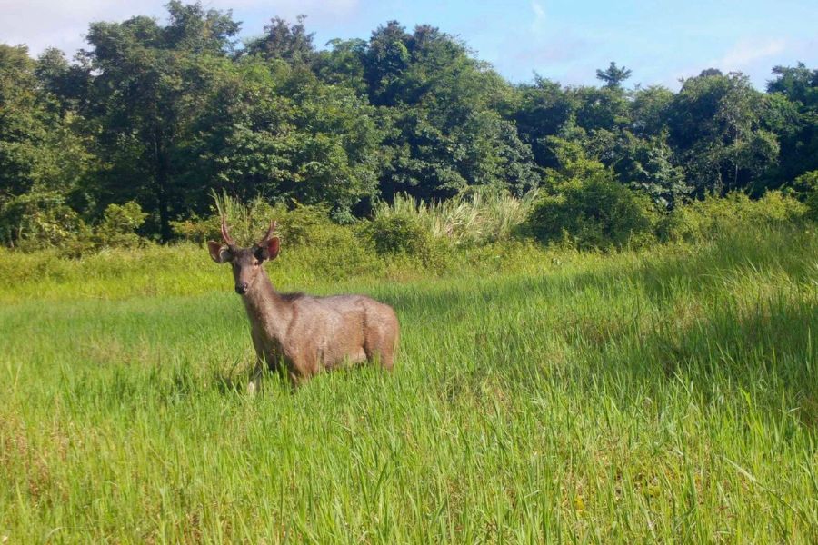Wildlife watching at the Chu Mom Ray National Park