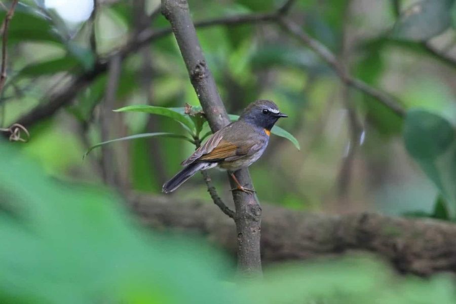 Birdwatching at the Chu Mom Ray National Park