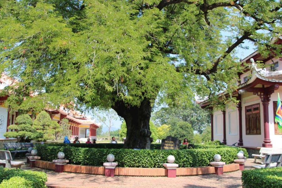 The ancient tamarind tree provides cool shade for visitors to rest under. Photo: MIA