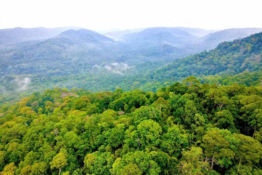 The forest covers a vast area of land