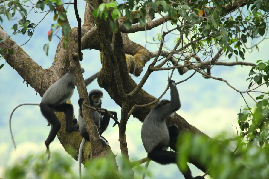 Many wildlife species have been discovered and are in need of conservation