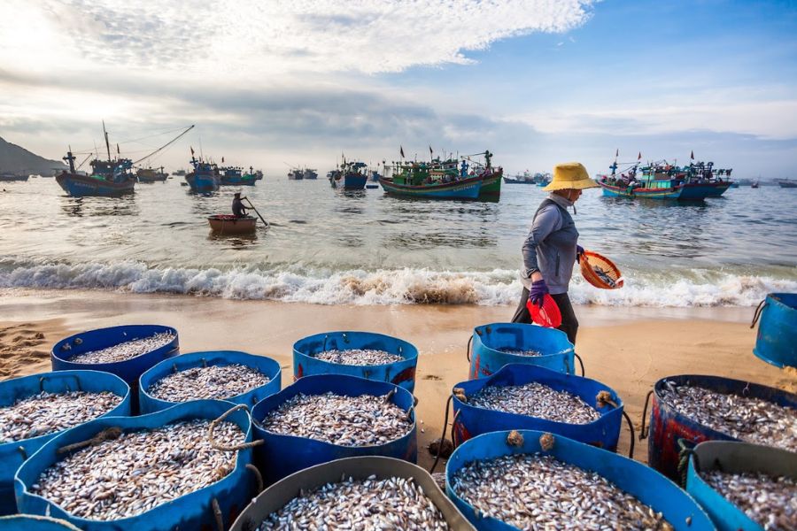 Fresh seafood catched everyday