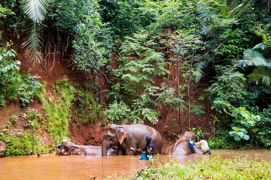 Interacting with elephants is a high bonus experience for this trekking trail