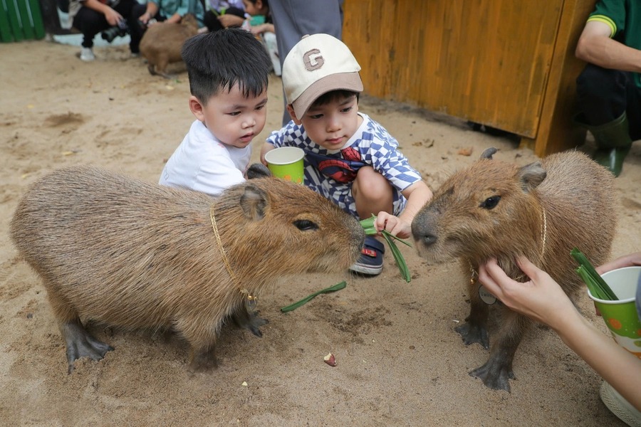You'll get to touch the adorable capybaras