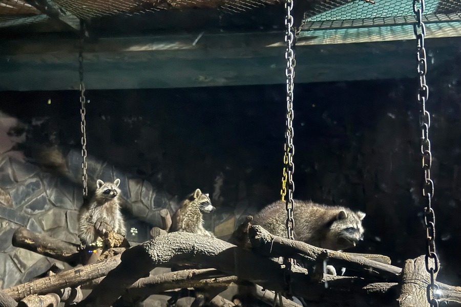 The lazy staff animals during the day will have to work overtime