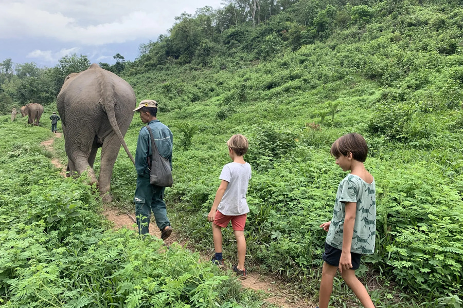 Your kids can get close to the elephant