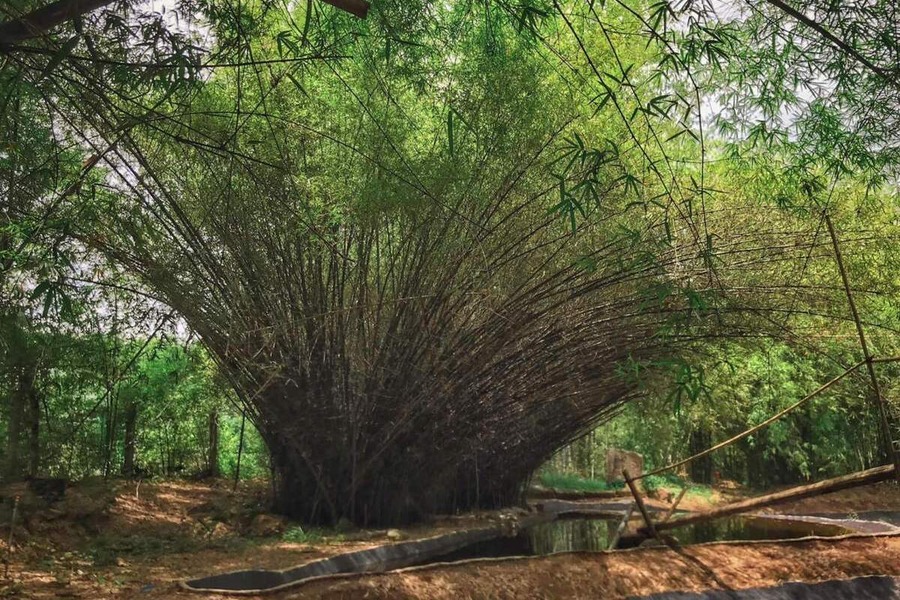 Many rare bamboo species are cultivated and carefully nurtured