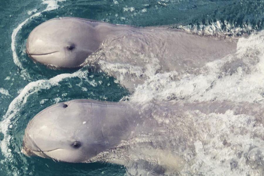 Watching Irrawaddy dolphins by the Cambodian waters&nbsp;