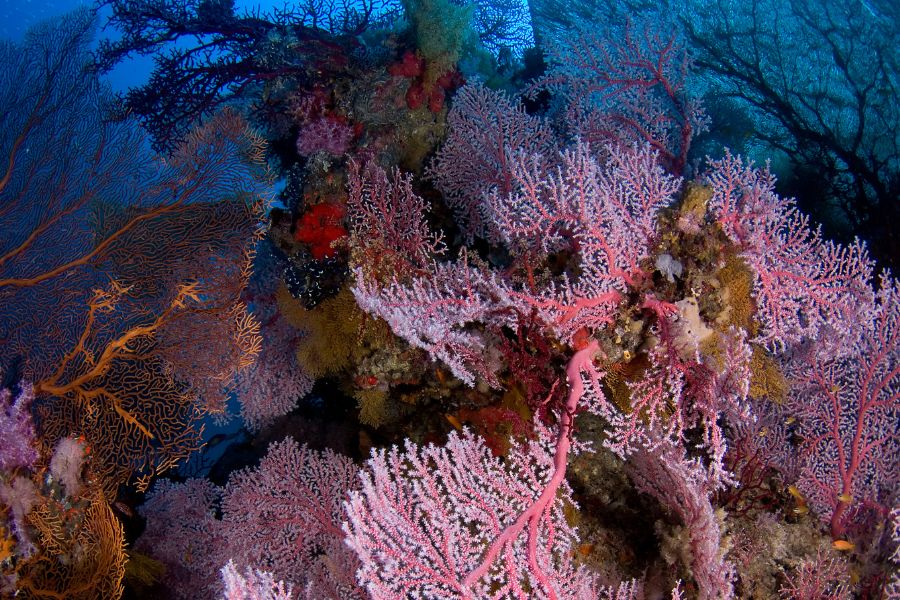 Physical contact is also not allowed in snorkelling