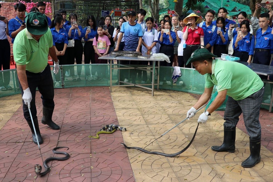 Staff at Dong Tam Snake Farm are performing a snake-catching demonstration in front of the audience