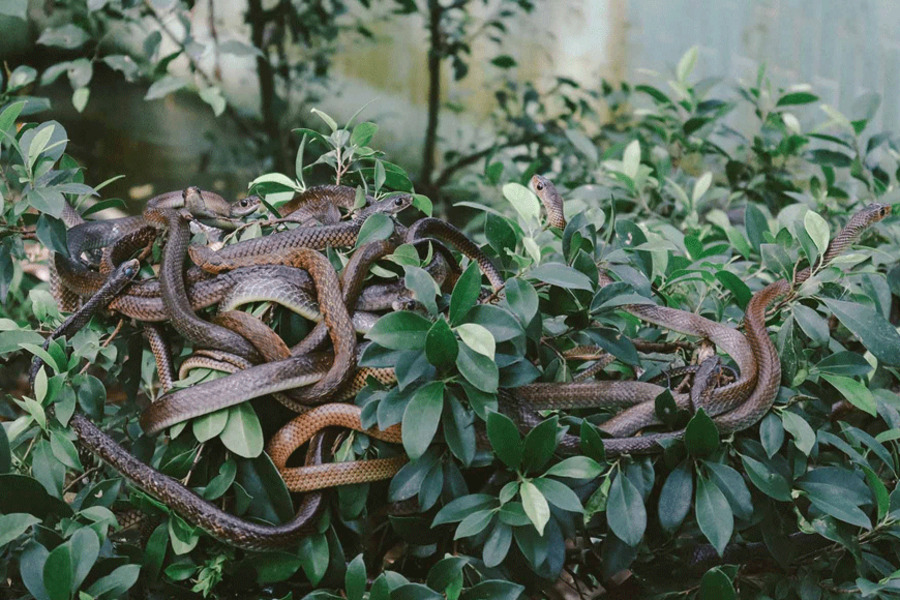 You can see snakes slithering freely right before your eyes