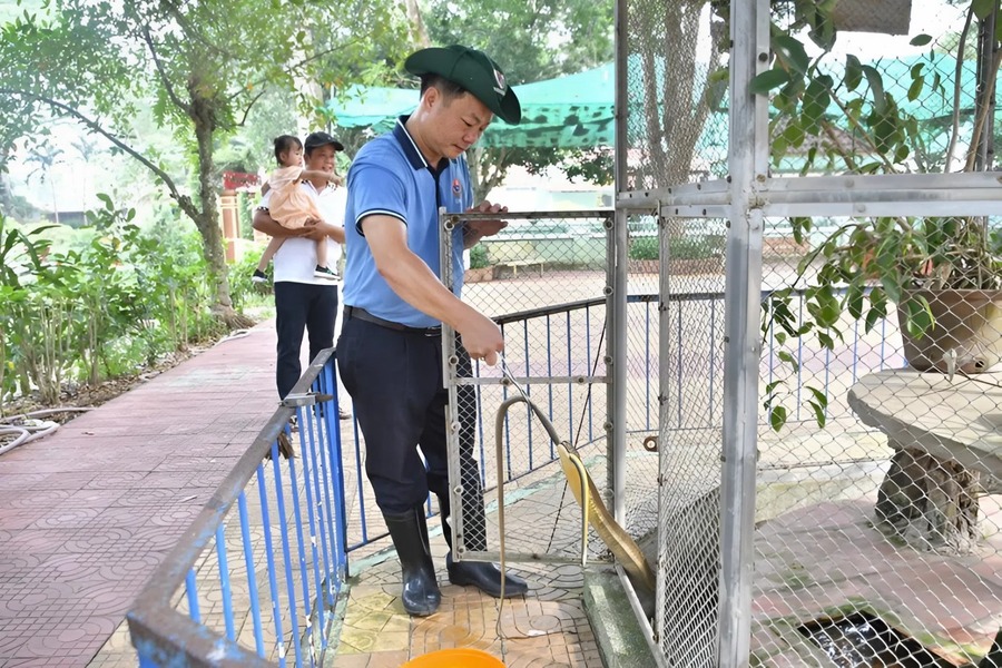 A staff member is feeding a cobra