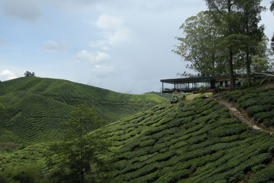 BOH Tea Plantation - Malaysia's biggest tea estate&nbsp;