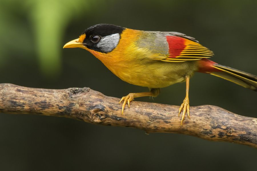 Over 250 species have been recorded in Fraser’s Hill