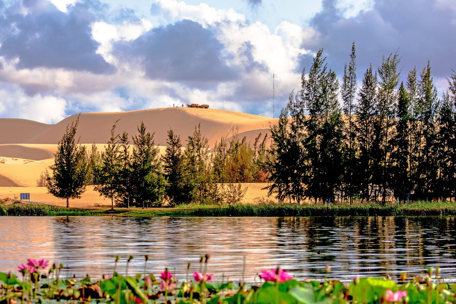The pink hue of the lotus flowers enhances the beauty of the lake