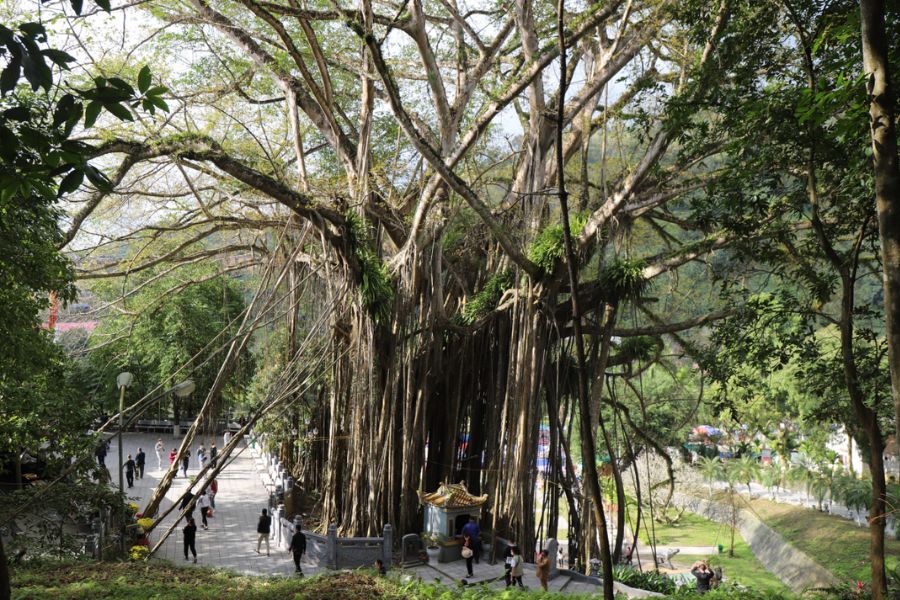 Thuong Temple grounds and gardens