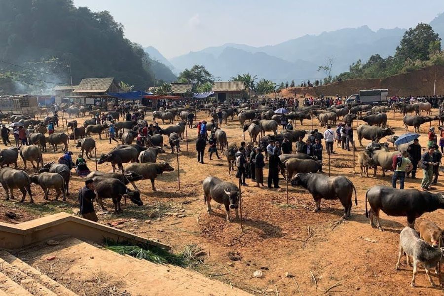 Livestock market at the Coc Ly Market