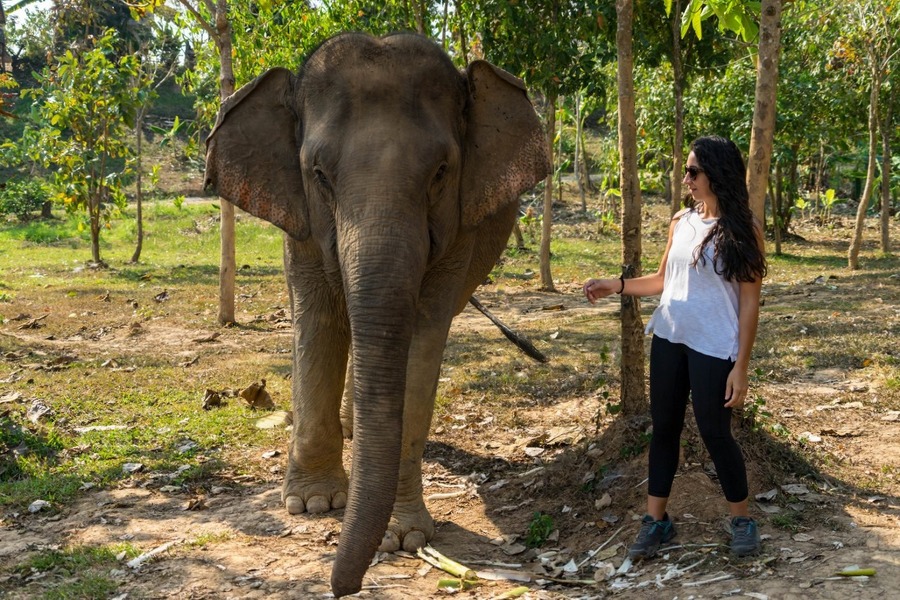 You can see many elephants in Laos