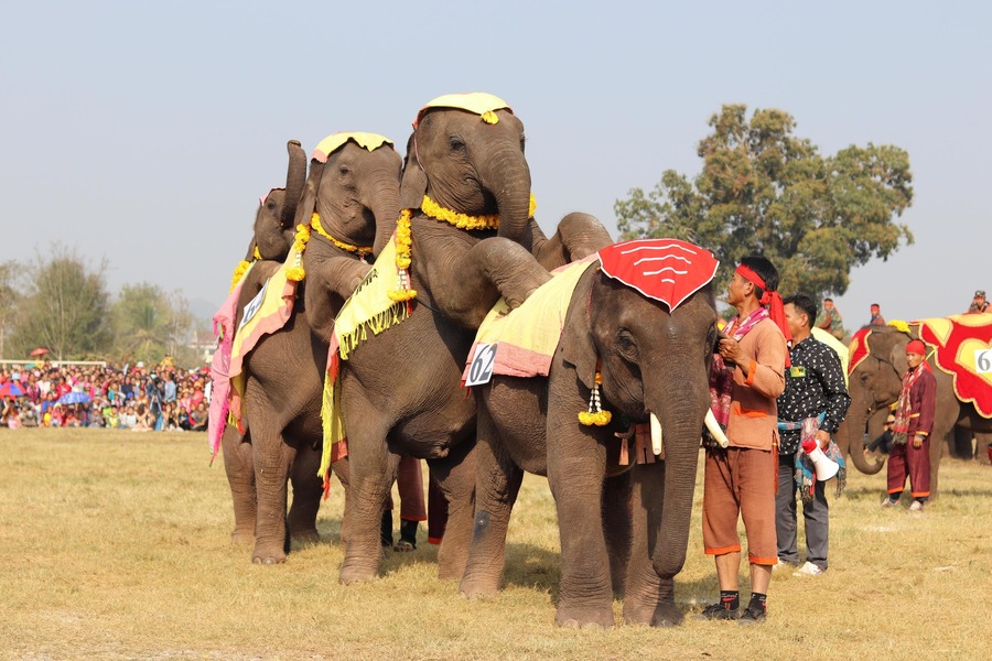 Mahouts and elephants share a close bond