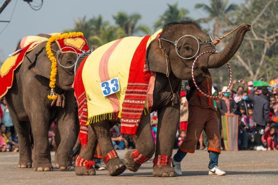 Mahouts and elephants share a close bond