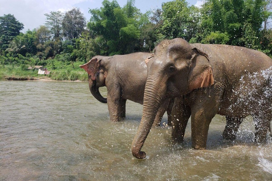 Despite their size, elephants are sensitive beings, so be nice to them