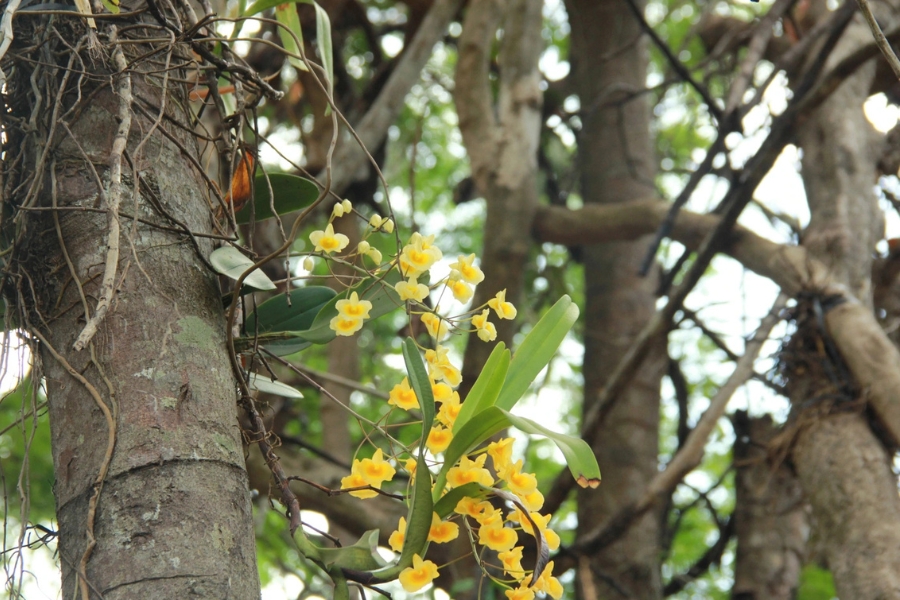 A naturally blooming wild orchid branch is a remarkable achievement of careful cultivation