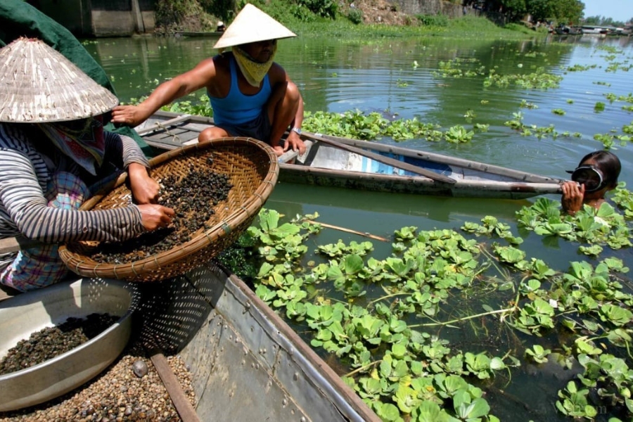 Local residents of Hen Islet are harvesting mussels