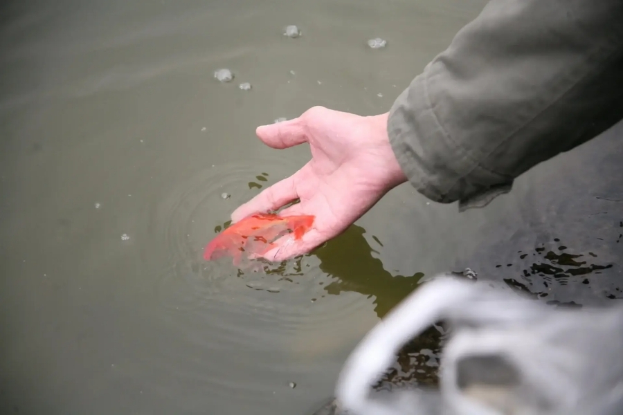 Vietnamese people usually release small animals like birds, fish and turtles