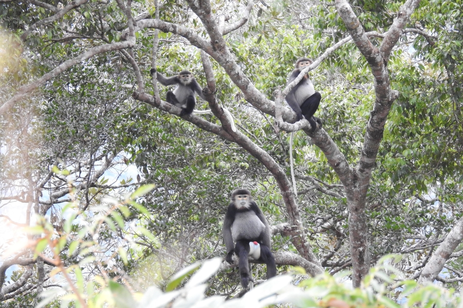 The black-shanked douc langur is a scarce species