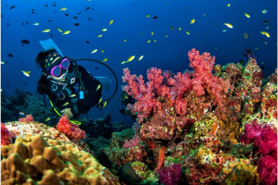 You can see the diversity of marine species of Southern Thailand when scuba diving