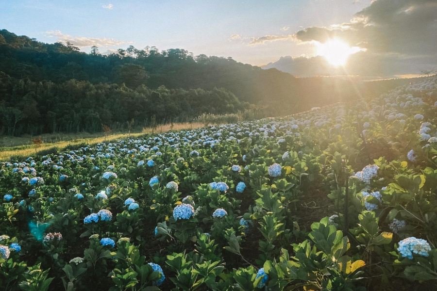 The hydrangea garden under the sunlight
