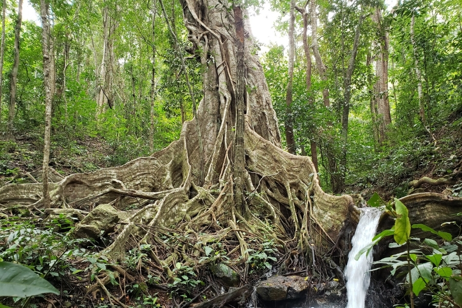 This ancient banyan tree in Kon Ka Kinh National Park is a heritage tree of Vietnam