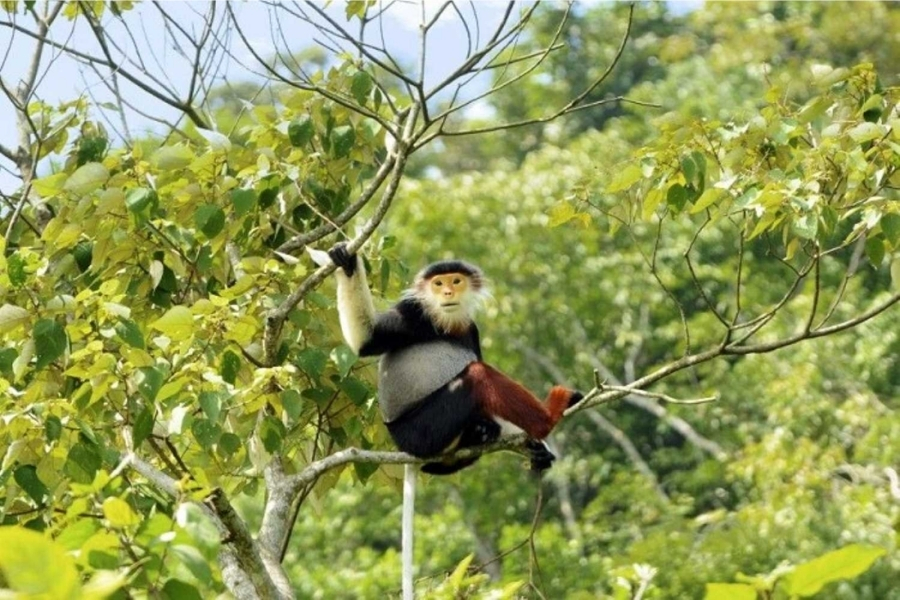 If you are lucky, you can see the grey-shanked douc langur in the park