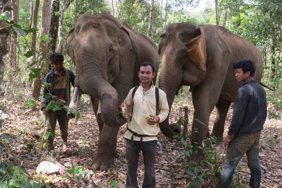 Choose to visit elephant sanctuaries as a way to support this threatened species