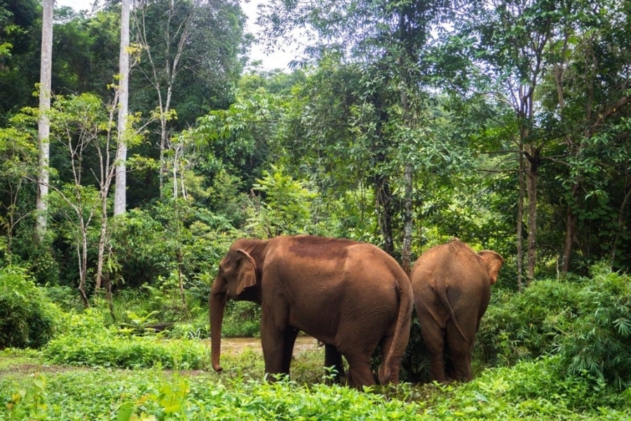 Spend the day observing and learning about the elephants' stories